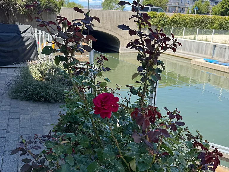 Beautiful Roses with automatic drip system on paver patio.
