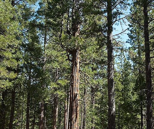 Grand Western Red Cedar