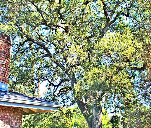 3rd image of 19105 River Crest Dr