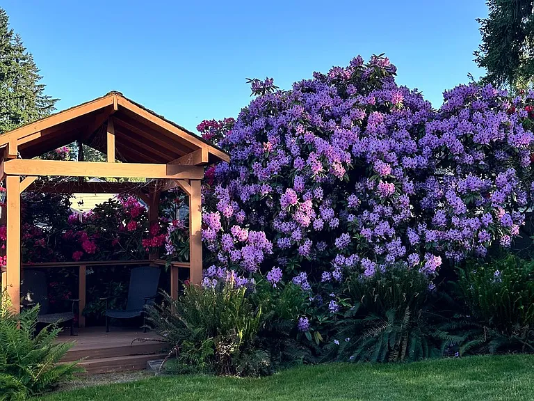 Rhododendron's in spring