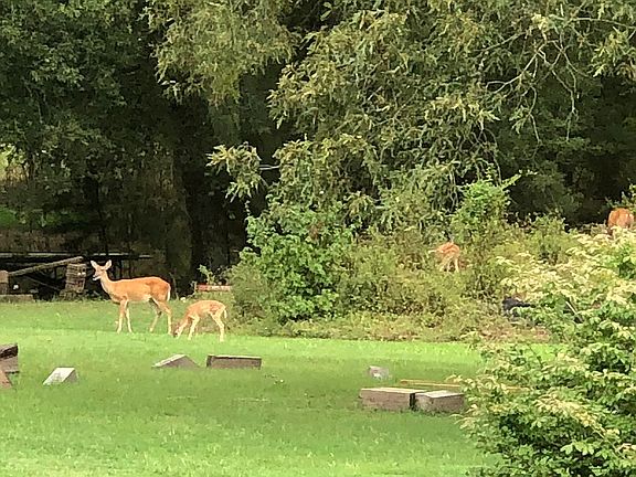 Hangin’ out in the back yard
