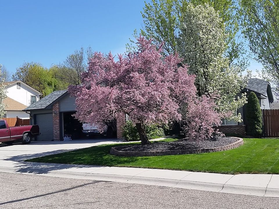 Blooming trees in spring.