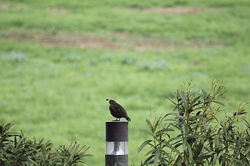 Quail: Just a small look at the wildlife around the property!