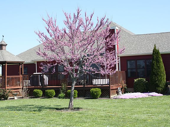 2nd image of 226 Jeffiers Ln
