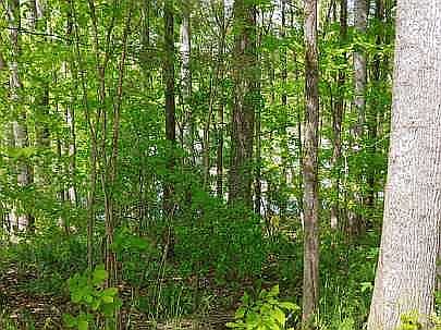 2nd image of LOT 41 Lakeside Estates Rd