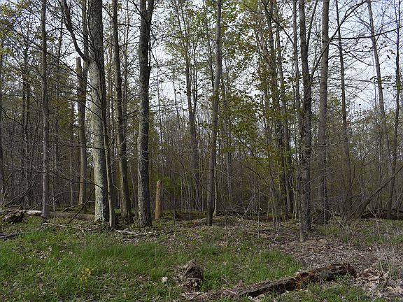 5th image of Tubbs Rd