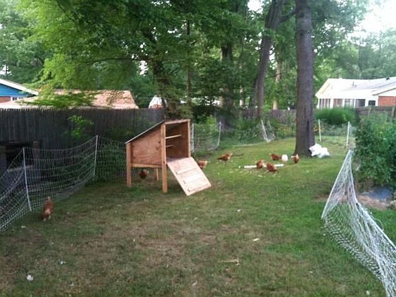 Backyard Chickens!