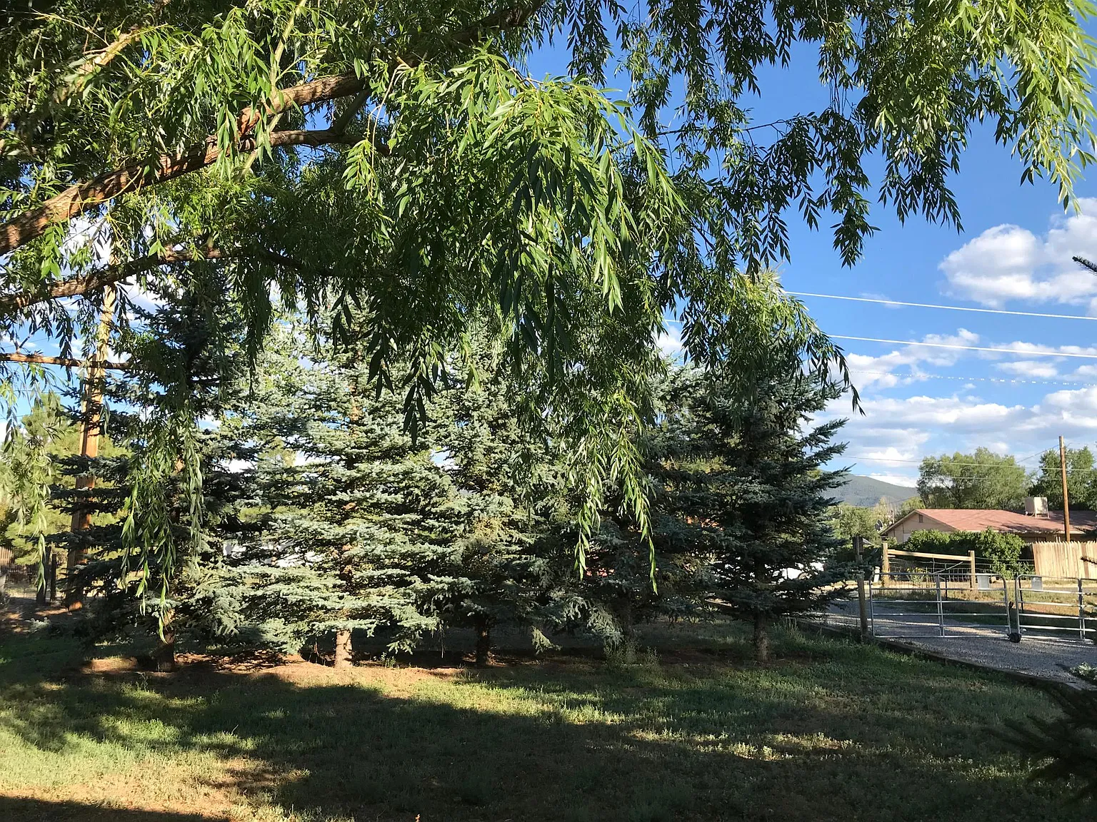 3 bed, 1345 sqft, $2,000 — Photo 4