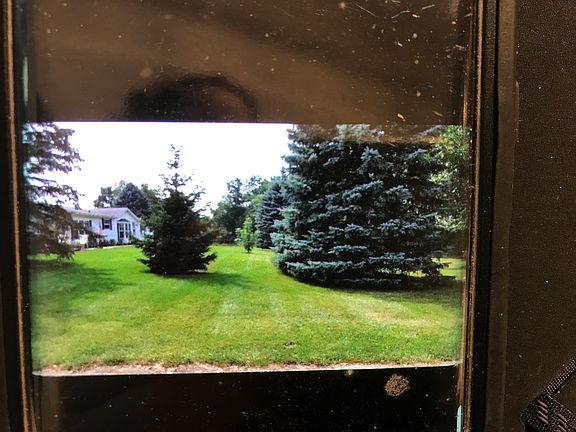 Trees mature and young.