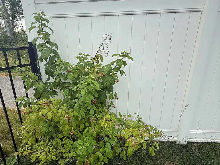 Raspberries