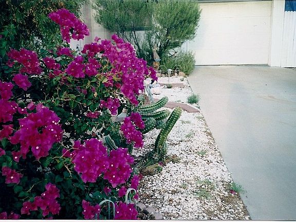 Front Yard and Driveway View