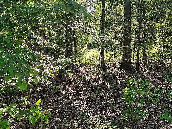 Lot pic of trees