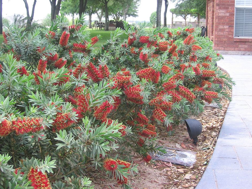 dwarf bottlebrush
