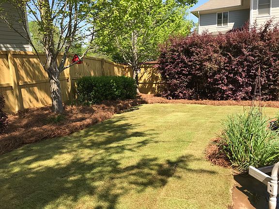 New Zoysia Sod (backyard)