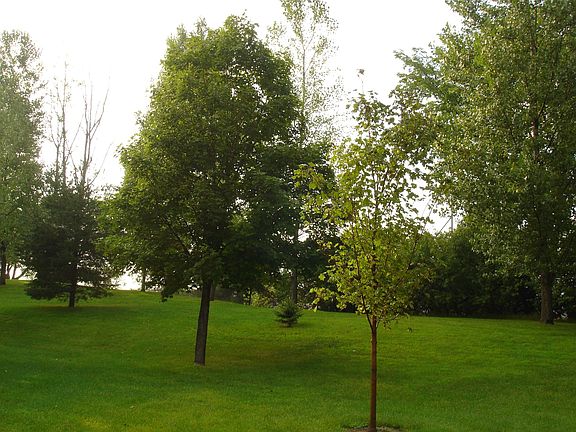 Mature Trees in Yard