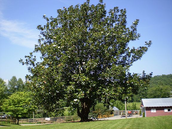 Magnolia Tree