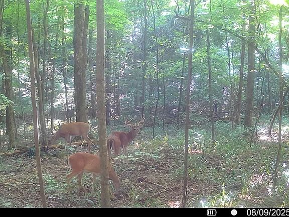 4th image of 510 Rogues Fork Rd