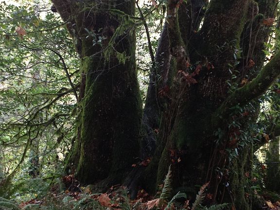 OLD GROWTH MYRTLE