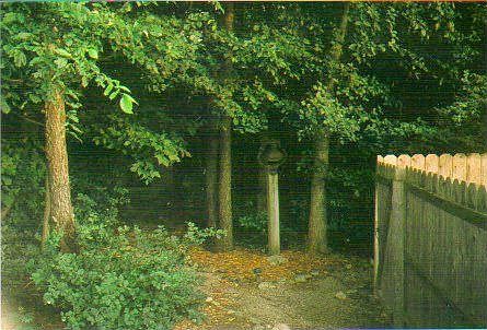 Lush, mature trees. Please exclude the bell.