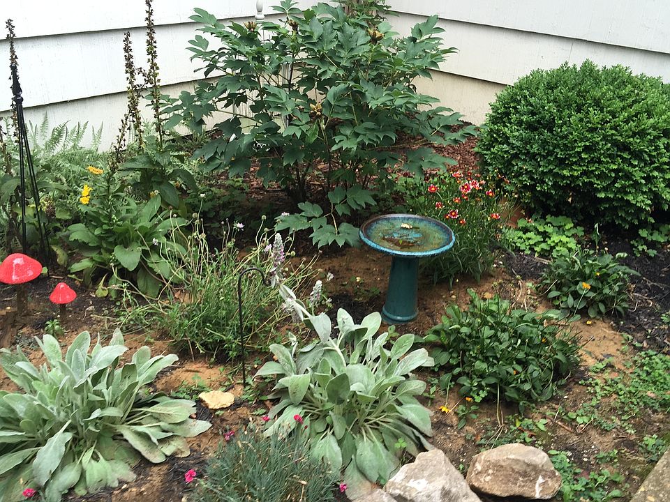 Backyard After
