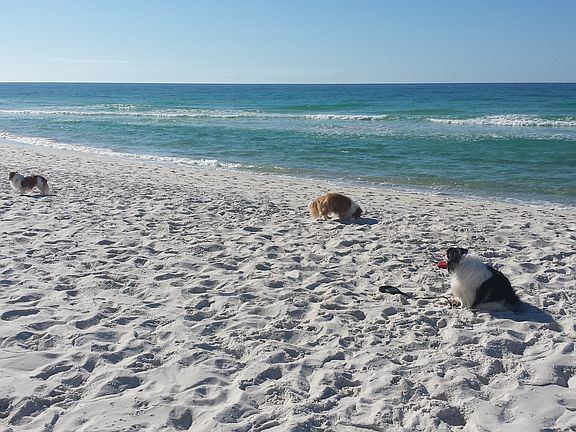 Beach is 25 yds from house