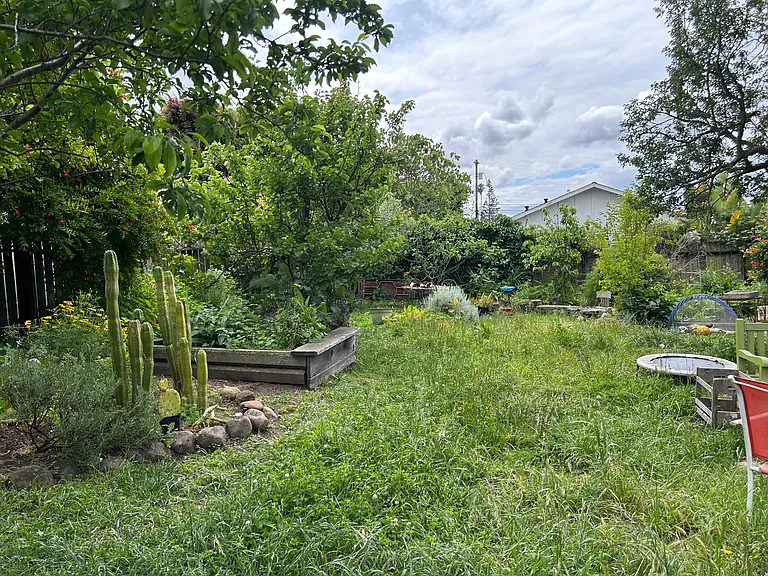 Backyard has many fruit trees, tall redwood and palm trees