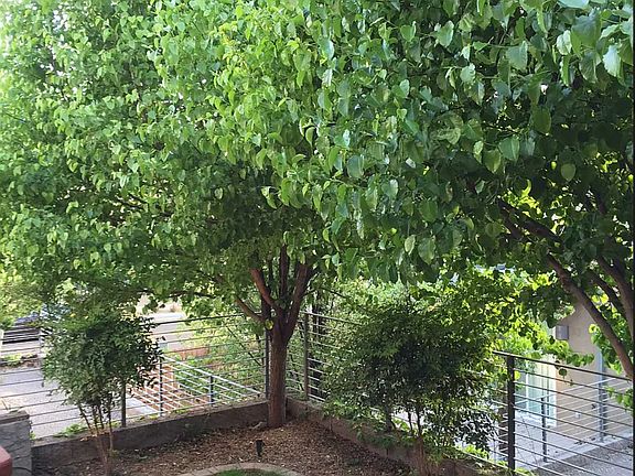 Back yard with fence
