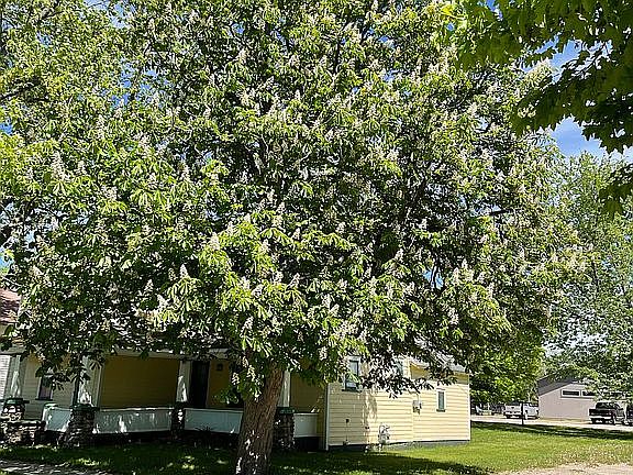 Shaded Front 