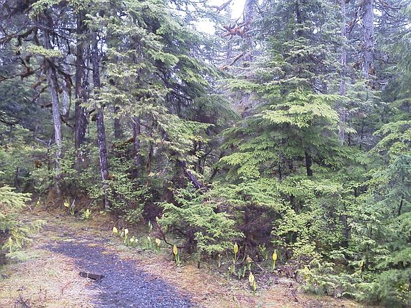 5th image of 415 Mitkof Hwy