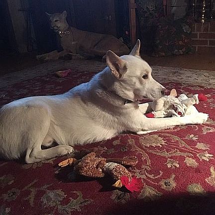 Fine house for pets. 3 doors