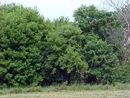 1st image of 3099 S Meadow Creek Ct