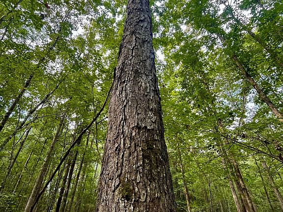 4th image of 912 Bud Farrar Rd