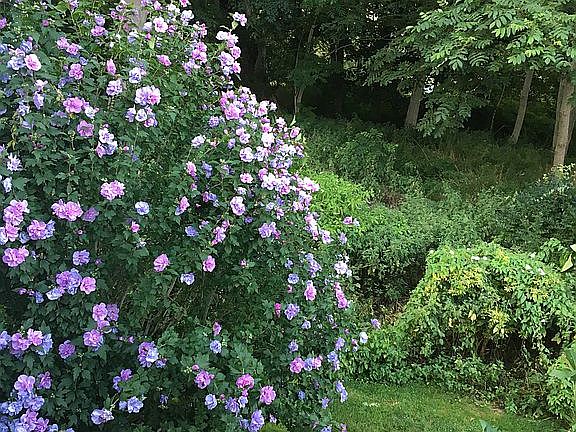 Flowers-Property 73 GreenEnd