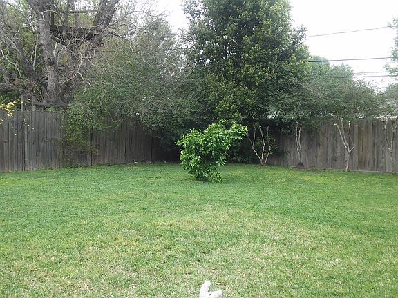 Rio Red Grapefruit Tree