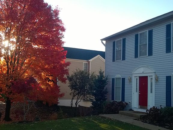 Sugar Maple in Fall