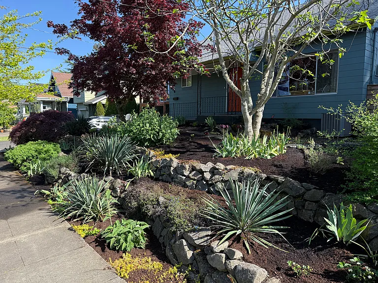 Front yard / Fig tree