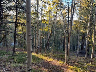 657 Calcite Dr, Divide, CO, 80814