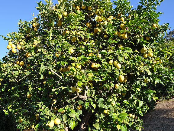 Citrus Trees