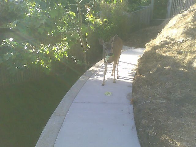 Visitors in the Backyard