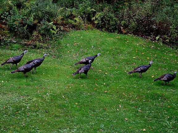 Wildlife in the yard