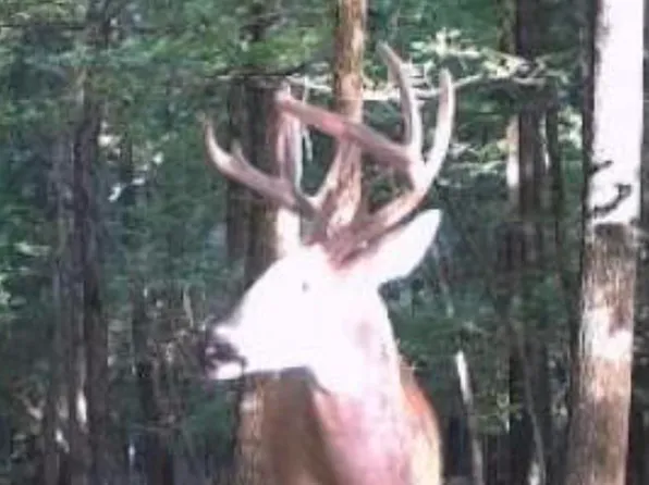 0 Highway 385 S, Griffithville, AR 72060