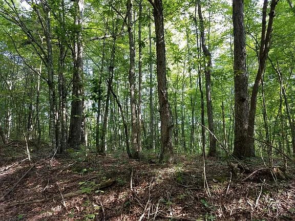 4th image of 5410 Blackhouse Mountain Rd
