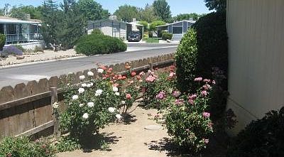 Rose garden