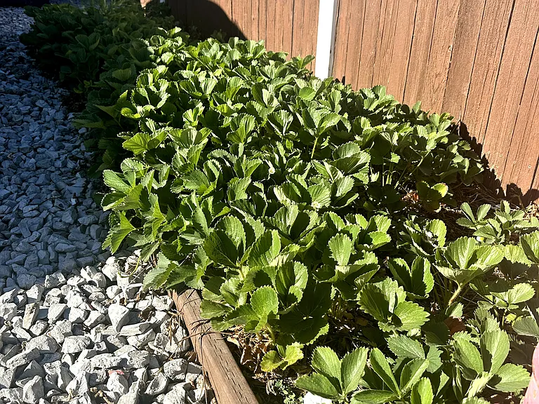 Strawberry patch out front