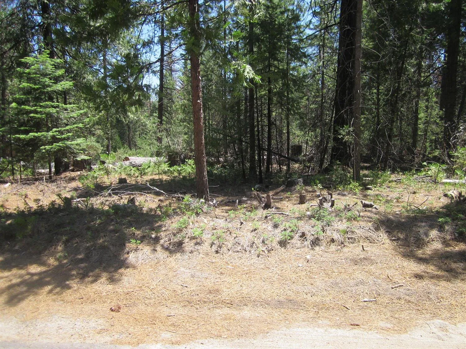 10010 Grizzly Flat Rd photo 1