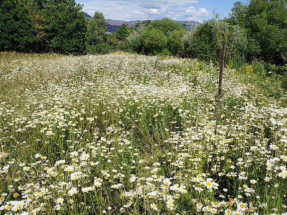 Field of daisies
