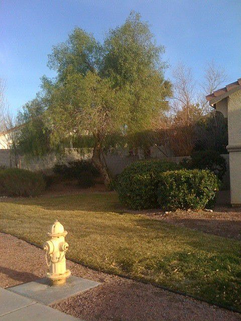 Matured Landscaping 