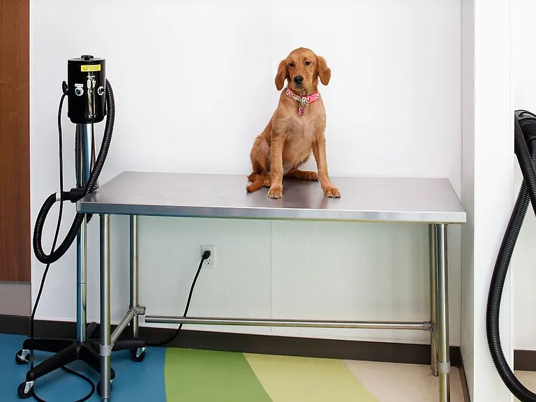 WAG Pet Spa