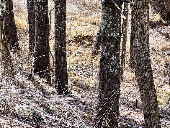 4th image of 953 Hines Branch Rd