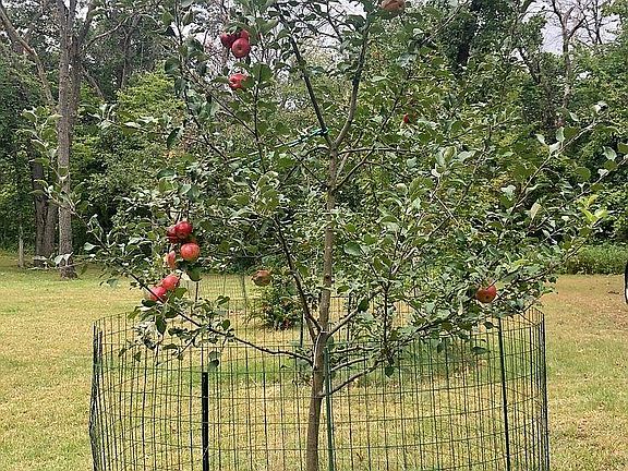 Apple tree on property